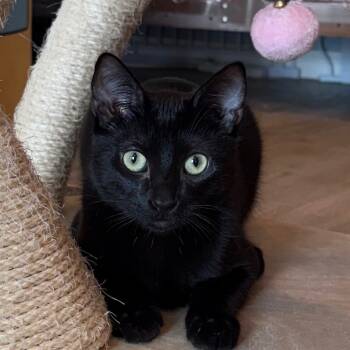 Rescue Domestic Short Hair Cats for Adoption in Los Angeles, California - Onyx | PetCurious