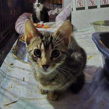 Amberlie aka Genola baby 2 -  Domestic Short Hair Cat for Adoption in Grantsville, Utah - Amberlie Aka Genola Baby 2 | PetCurious