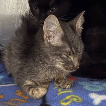 Rescue Domestic Short Hair Cats for Adoption in Valdosta, Georgia - Bunsen | PetCurious