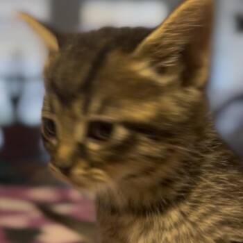 Domestic Short Hair Cats Available for Adoption - Emmy | PetCurious