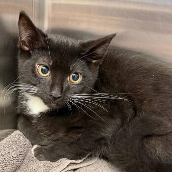 Pig -  Domestic Short Hair Cat for Adoption in East Hanover, New Jersey - Pig | PetCurious