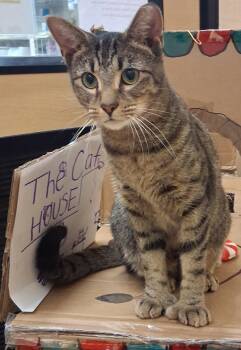 Lovable Hans *FIV+* (polydactyl) -  Tiger Cat for Adoption in Cuyahoga Falls, Ohio - Lovable Hans *FIV+* (polydactyl) | PetCurious