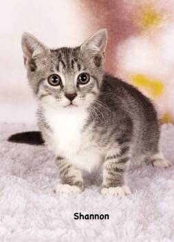 Rescue Domestic Short Hair Cats for Adoption in Gilbert, Arizona - Shannon | PetCurious