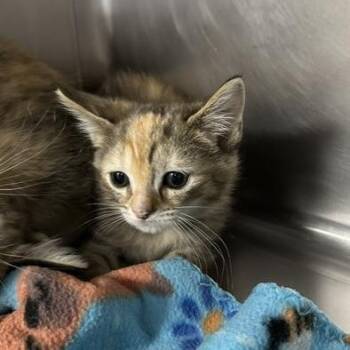Padme -  Domestic Short Hair Cat for Adoption in Indianapolis, Indiana - Padme | PetCurious