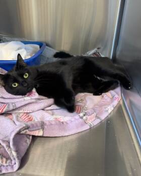 Rescue Domestic Short Hair Cats for Adoption in Seneca, Pennsylvania - Empress | PetCurious