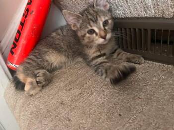 Rescue Domestic Short Hair Cats for Adoption in Grove City, Ohio - Pearl | PetCurious