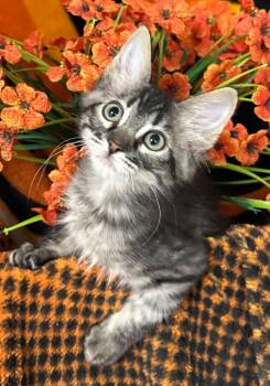 4/30/26 Summit -  Domestic Short Hair Cat for Adoption in Stillwater, Oklahoma - 4/30/26 Summit | PetCurious