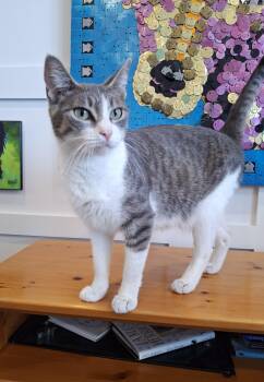 Fresca -  Domestic Short Hair Cat for Adoption in Victoria, British Columbia - Fresca | PetCurious