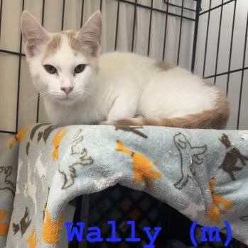 Wally -  Domestic Short Hair Cat for Adoption in Fremont, Nebraska - Wally | PetCurious