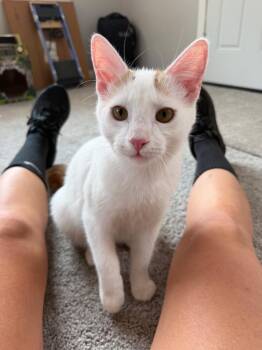 Gus -  Domestic Short Hair Cat for Adoption in Ferndale, Michigan - Gus | PetCurious