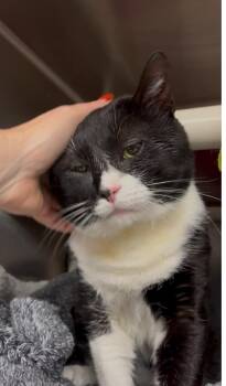 Rescue Tuxedo and Domestic Short Hair Cats for Adoption in North Kingstown, Rhode Island - Davinci | PetCurious