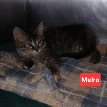 Melro C12183 -  Domestic Short Hair Cat for Adoption - Melro C12183 | PetCurious