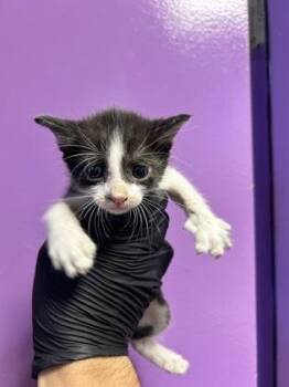 61184238 -  Domestic Short Hair Cat for Adoption in El Paso, Texas - 61184238 | PetCurious