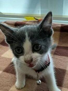 Breck -  Domestic Short Hair Cat for Adoption in Sidney, Ohio - Breck | PetCurious