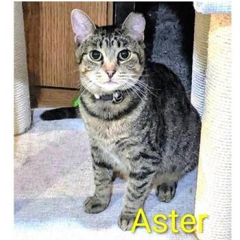 Rescue Tabby Cats for Adoption in Millcreek, Utah - Aster | PetCurious