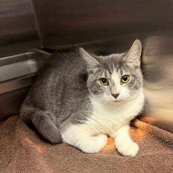 Saucy -  Domestic Short Hair Cat for Adoption in Salt Lake City, Utah - Saucy | PetCurious