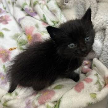 Domestic Medium Hair Cats Available for Adoption in Lyndhurst, Virginia - Charlotte | PetCurious
