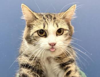 Domestic Medium Hair Cats Available for Adoption in Columbus, Indiana - Fluffernutter | PetCurious