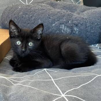 VESPA -  Domestic Short Hair Cat for Adoption in Richmond, California - VESPA | PetCurious