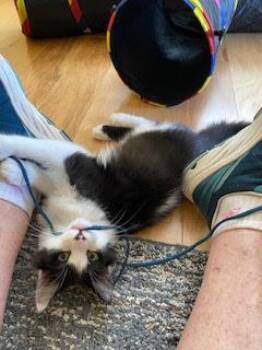 Morsel -  Domestic Long Hair Cat for Adoption in Fort Collins, Colorado - Morsel | PetCurious