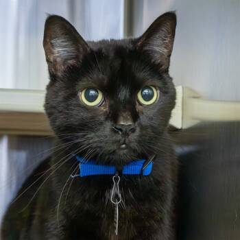 Rescue Domestic Short Hair Cats for Adoption in St. Louis, Missouri - TCHALLA | PetCurious