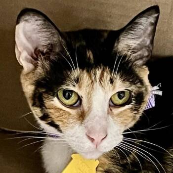 Domestic Short Hair Cats Available for Adoption in St. Louis, Missouri - MADDY | PetCurious