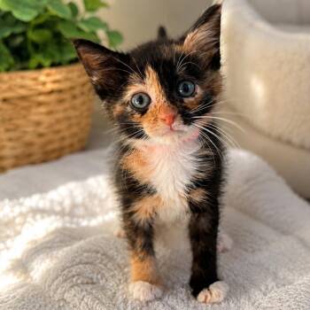 Summer -  Domestic Short Hair Cat for Adoption in Lemoyne, Pennsylvania - Summer | PetCurious