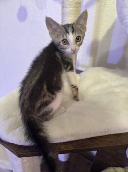 Scott -  Domestic Short Hair Cat for Adoption in Liverpool, Texas - Scott | PetCurious