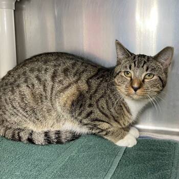 Rescue Domestic Short Hair Cats for Adoption in Roanoke, Virginia - Clyde | PetCurious