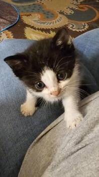Napoleon -  Domestic Long Hair and Domestic Short Hair Cat for Adoption in Paducah, Kentucky - Napoleon | PetCurious