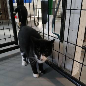 Domestic Short Hair Cats Available for Adoption - Hattie | PetCurious