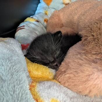 Ali Cat -  Domestic Short Hair Cat for Adoption in Emporia, Kansas - Ali Cat | PetCurious