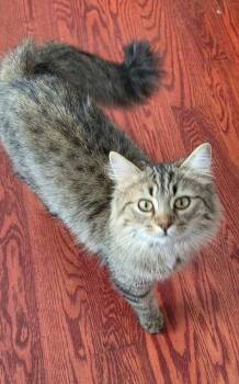 Domestic Medium Hair Cats Available for Adoption - Annabelle | PetCurious
