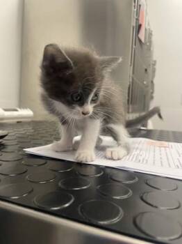 Baby Bok Choy -  Domestic Short Hair Cat for Adoption in Roseville, California - Baby Bok Choy | PetCurious