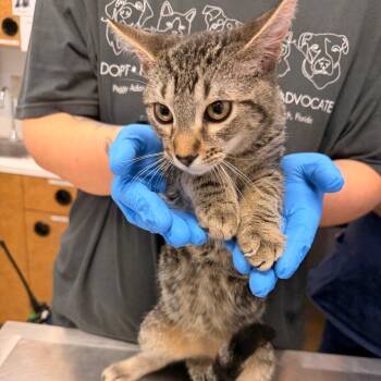 Felix -  Domestic Short Hair Cat for Adoption in West Palm Beach, Florida - Felix | PetCurious