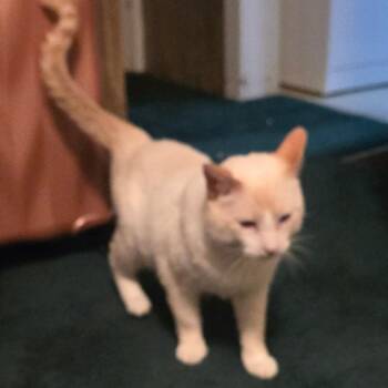 Domestic Short Hair and Siamese Cats Available for Adoption in Grantsville, Utah - Mac | PetCurious