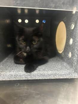 Dot -  Domestic Short Hair Cat for Adoption in Fruit Heights, Utah - Dot | PetCurious