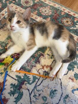 Ig Litter - BillyPawlish -  Calico Cat for Adoption in Livonia, Michigan - Ig Litter - BillyPawlish | PetCurious
