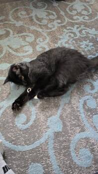 Domestic Long Hair Cats Available for Adoption - Mocha | PetCurious