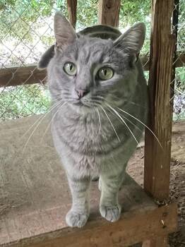 Domestic Short Hair Cats Available for Adoption in Stuart, Virginia - Zsa Zsa | PetCurious