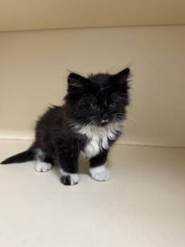 Cher -  Domestic Long Hair Cat Available for Adoption in Bloomington, Indiana - Cher | PetCurious