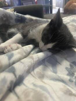 Domestic Short Hair Cats Available for Adoption in Mississauga, Ontario - Dragon | PetCurious