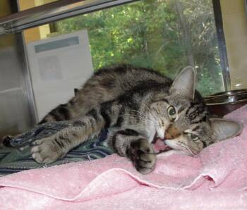Gizmo -  Domestic Short Hair Cat Available for Adoption in Plover, Wisconsin - Gizmo | PetCurious