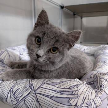 Domestic Short Hair Cats Available for Adoption - Nermal | PetCurious