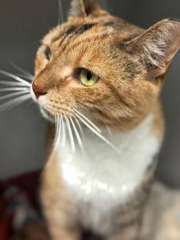 Remi -  Domestic Short Hair Cat for Adoption in Pottsville, Pennsylvania - Remi | PetCurious