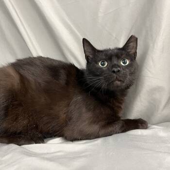 Rescue Domestic Short Hair Cats for Adoption in Lyndhurst, Virginia - Ebon | PetCurious