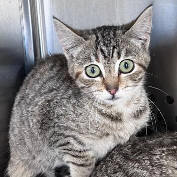 Domestic Short Hair Cats Available for Adoption - Casanova | PetCurious