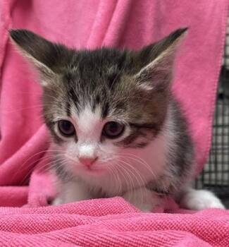 Domestic Short Hair Cats Available for Adoption - Buddy The Elf | PetCurious