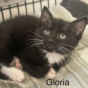 Gloria -  Domestic Short Hair Cat for Adoption in Kingman, Kansas - Gloria | PetCurious