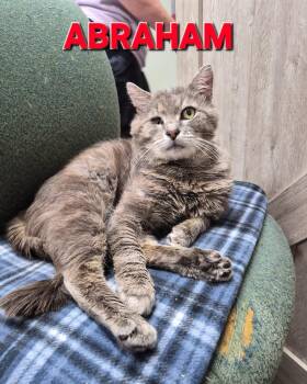 Abraham -  Domestic Short Hair Cat for Adoption in Rome, Georgia - Abraham | PetCurious